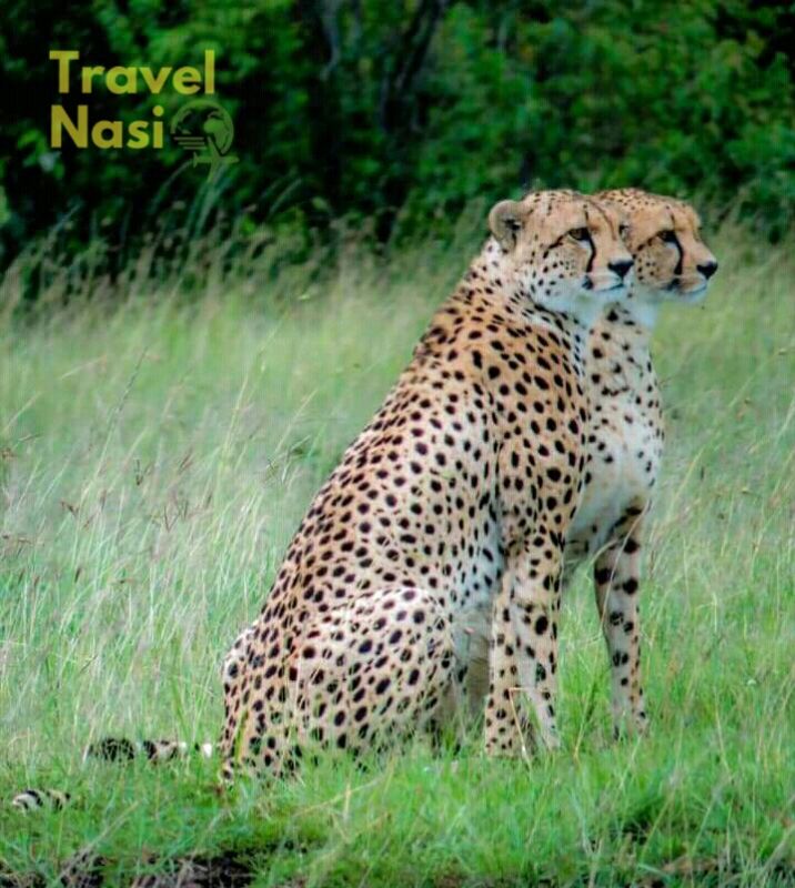 Cheetahs of Mara 
