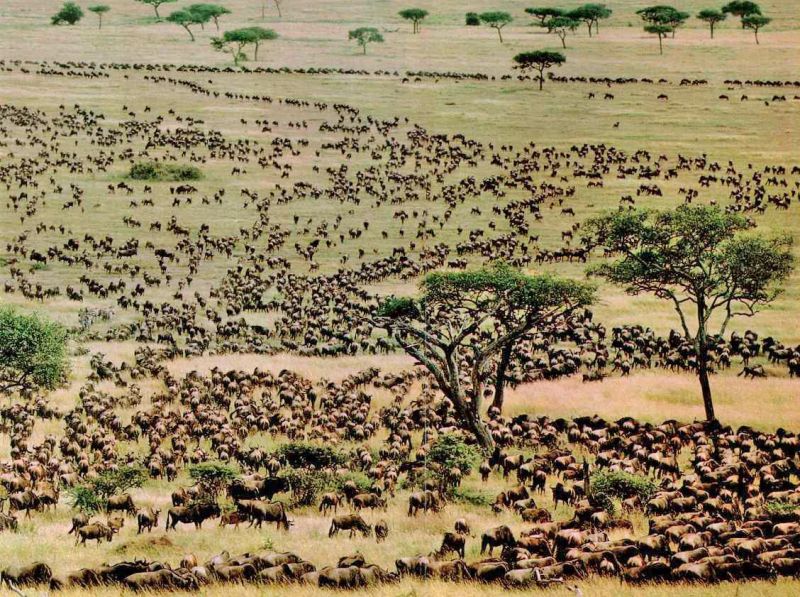 Great Wildebeest Migration 