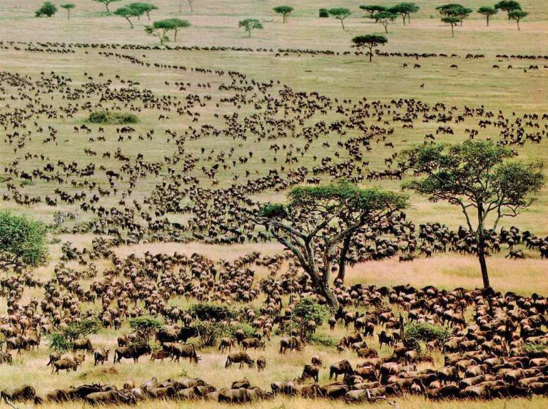 Great Wildebeest Migration  Great Wildebeest Migration