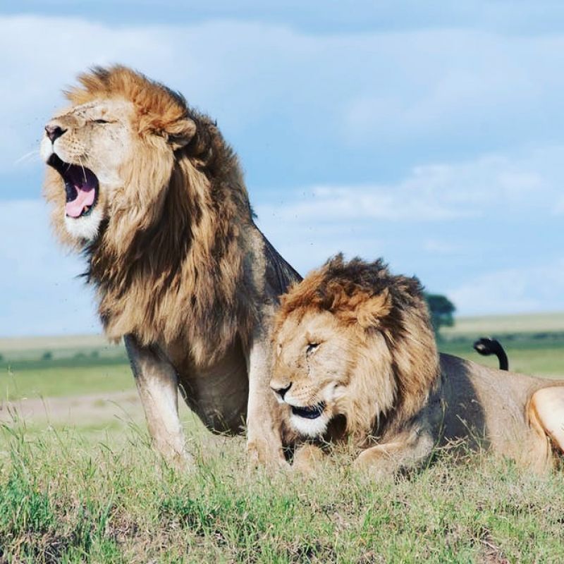 Lions at Serengeti National Park 