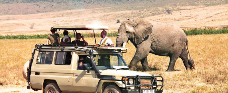 Elephants at Seronera Serengeti  Elephants at Seronera Serengeti