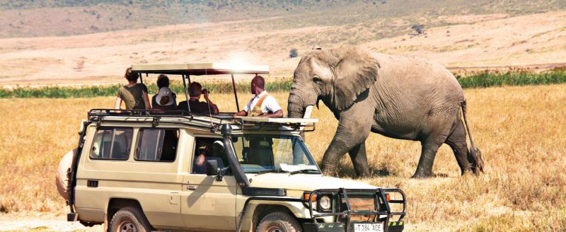 Elephants at Seronera Serengeti 