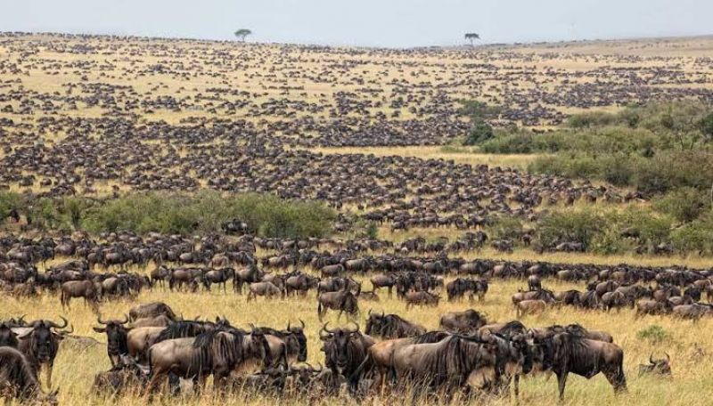 The massive of wildebeest,zebra's and Thompson's g