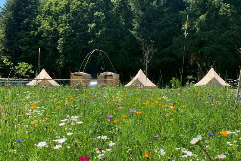 Accommodation in the meadow of wild flowers.